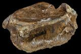 Hadrosaur (Edmontosaurus) Caudal Vertebra - South Dakota #113603-1